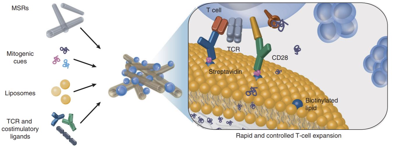 antigen presenting cell-mimetic scaffold
