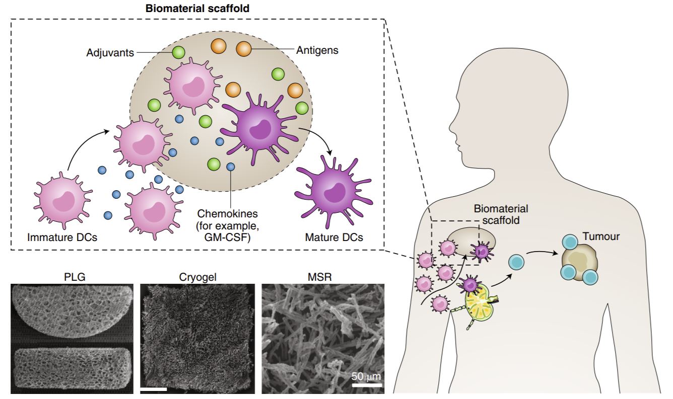 Biomaterial vaccine immunodulation