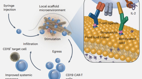   Subcutaneous biodegradable scaffolds